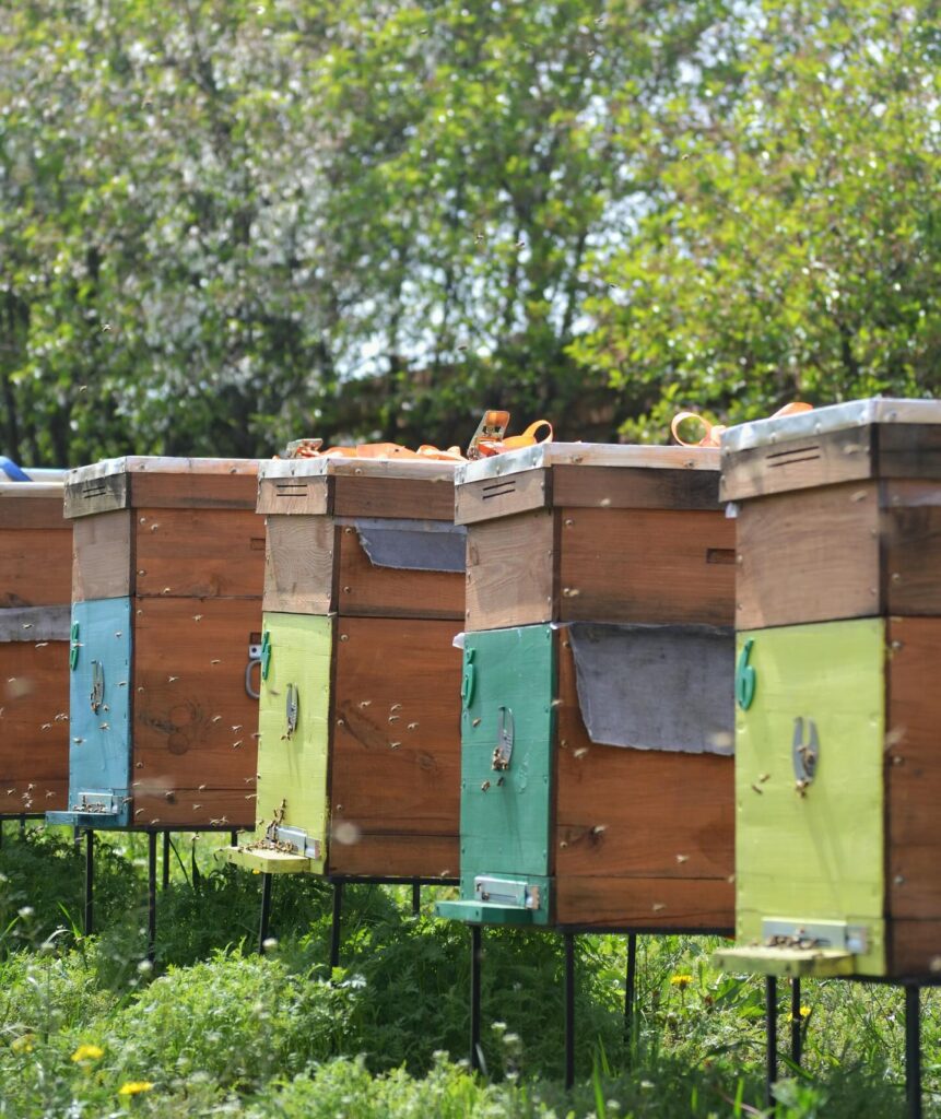 Вулики на сонячній пасіці, де бджоли збирають мед