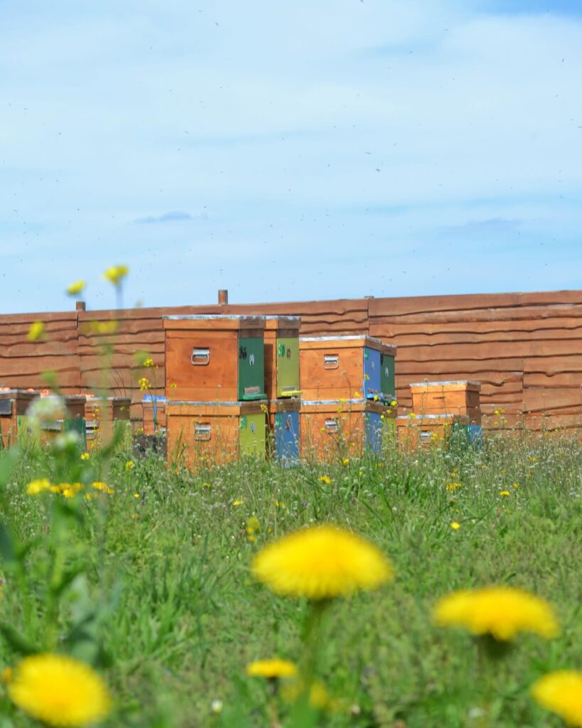 Вулики на пасіці серед зелених трав і мальовничих квітів