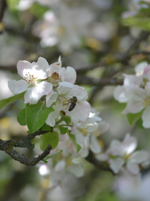 Бджілка сидить на цвіті дерева яблуні
