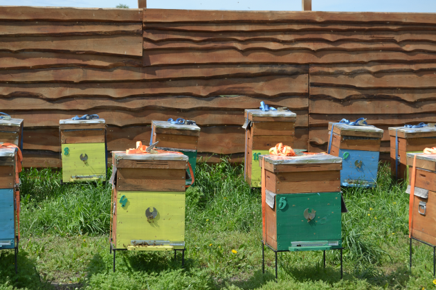 Різнокольорові вулики на пасіці