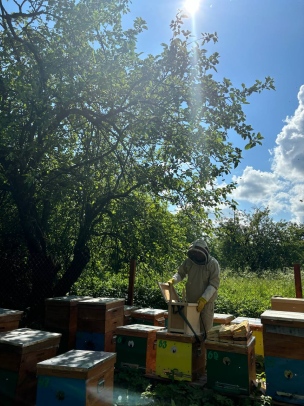 Пасічник спостерігає за роботою бджіл в вуликах