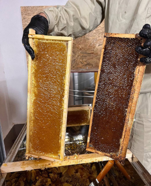 Пасічник показує дві соти меди у процесі його викачки