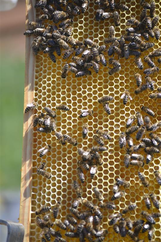 Бджоли в сотах